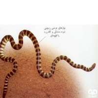 گونه مار دریایی حلقه دار Annulated Sea Snake